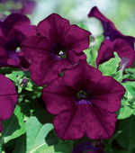 Петуния Сурфиния Бургундия